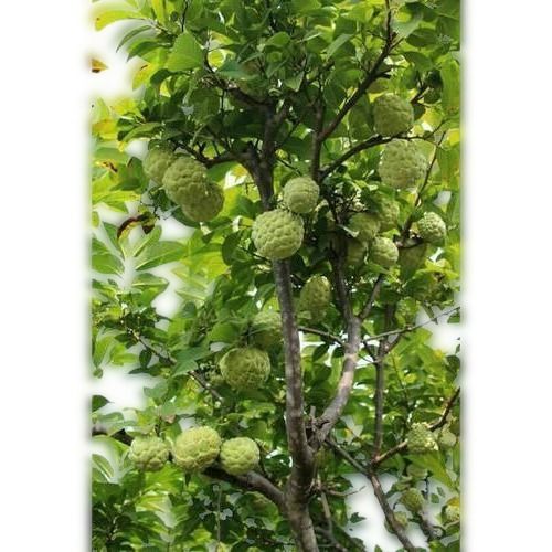 Fruit Evergreen And Six To Eight Fleshy Curved Petals Organic Sweet Big Size Custard Apple