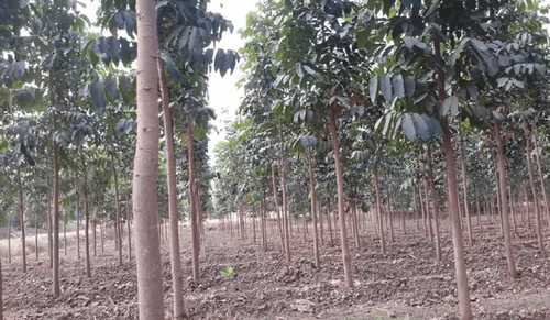 Green Fast Growth Mahogany Plants