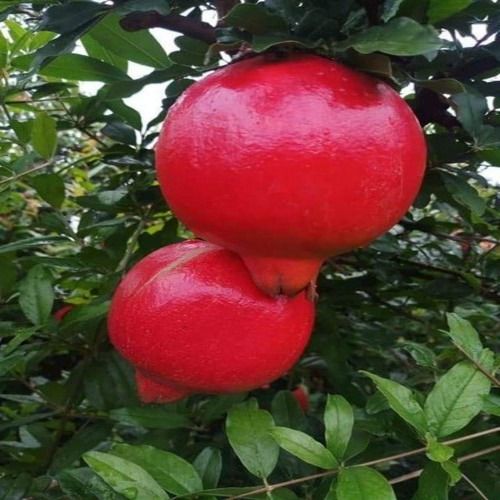 Naturally Rich Freshness Shining Premium Quality Red Pomegranate Outdoor Plant