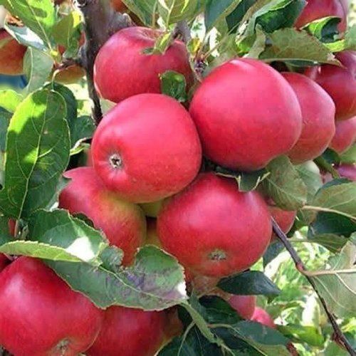 Fruit Naturally Sweet Proof And Mild Flavor Producer Organic Red Apple Plant For Gardens