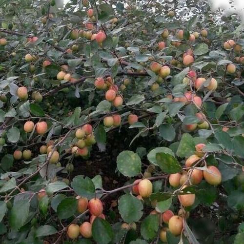 Small Spreading Tree With Sweet Crispy And Juicy Organic Red Apple Ber Fruits
