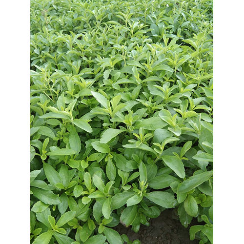 Stevia Plants