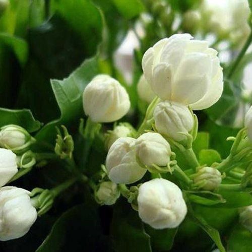  सफ़ेद और प्राकृतिक रूप से ताज़ा आकर्षक खुशबू वाला फुल गार्डन कम आउटडोर जैस्मीन फ्लावर प्लांट