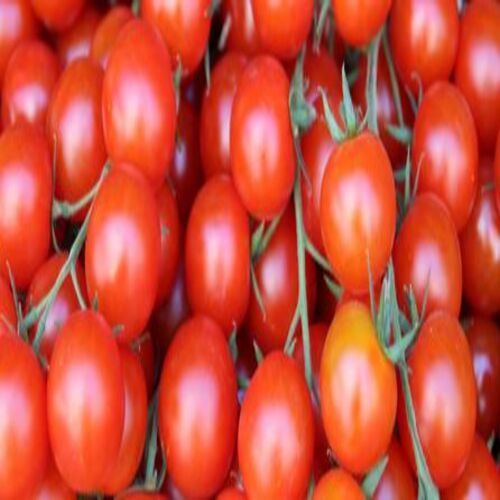 Round & Oval Dietary Fiber 1.2 G Protein Per 100 G 900 Mg Pesticide Free Red Fresh Tomato