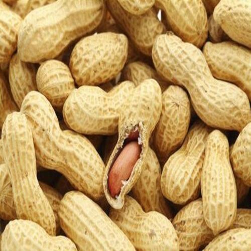 Healthy and Natural Organic Raw Shelled Peanuts with Pack Size 10-15kg