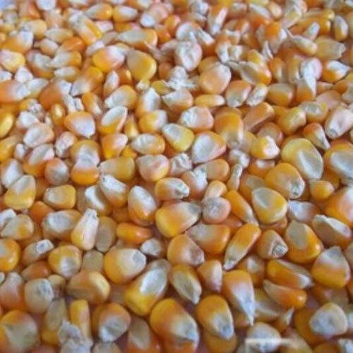 Healthy Natural Purity 99% Organic Yellow Dried Indian Maize Seeds