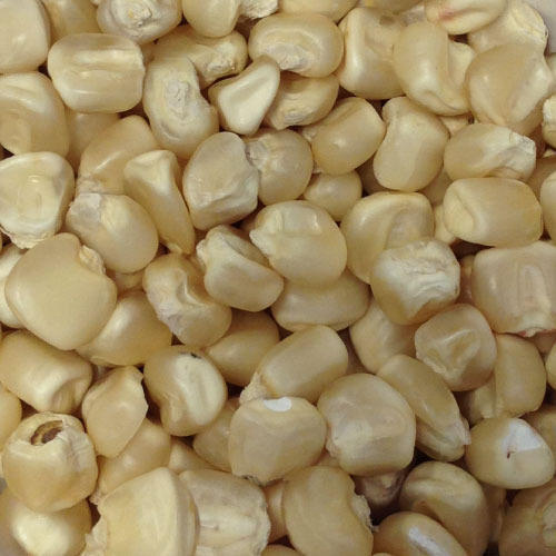 Natural and Healthy Moisture 14% Organic White Maize Seeds