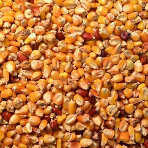 Purity 99% Healthy Organic Yellow Dried Maize Seeds