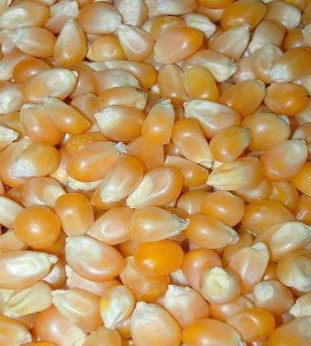 Sodium Per 381 Mg 15% Potassium Per 230 Mg 6% Yellow Hybrid Maize Seeds Grade: Food Grade