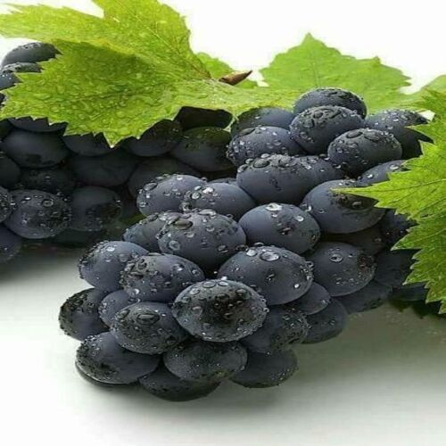 Common Bore Free No Artificial Flavour Maturity 100% Fresh Black Grapes