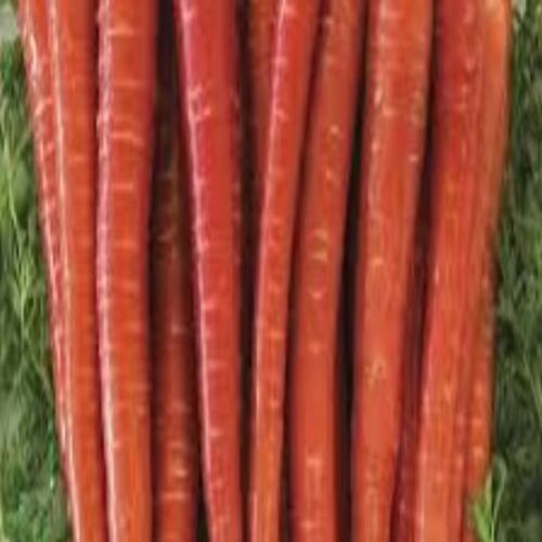 Iron 1% Dietary Fiber 11% Sodium Per 69 mg 2% Organic Red Fresh Carrot