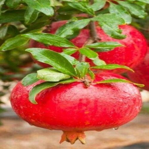 Moisture 90-95% Maturity 60 To 80% No Artificial Flavour Fresh Red Pomegranate