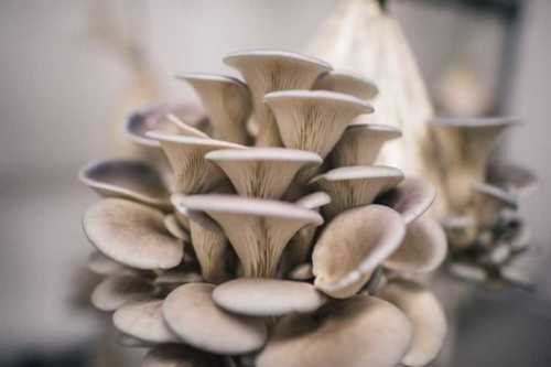 Organic Natural Oyster Mushroom