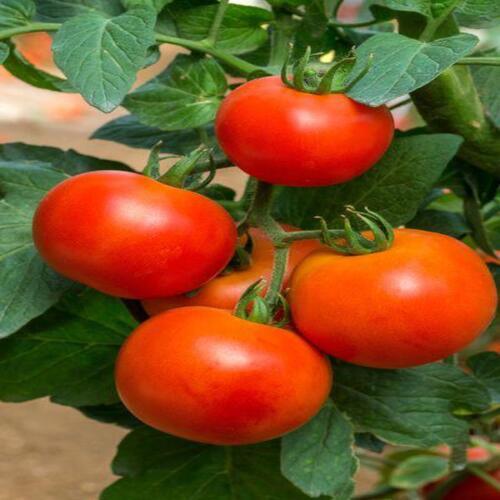 Pesticide Free No Artificial Flavour No Preservatives Fresh Red Tomato
