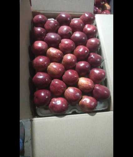 Red A Grade Royal American Apple