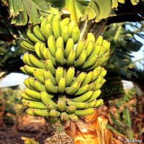 Healthy Nutritious and Natural Taste Green Organic Fresh Banana