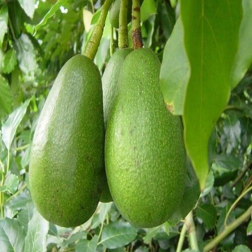 Healthy Nutritious Green Fresh Avocado With Pack Size 5-20 Kg Size: Standard