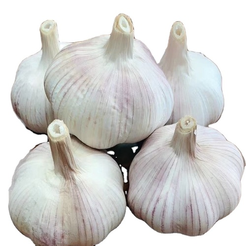 Natural White Garlic Fresh Garlic Bulb By MARIOX TRADING