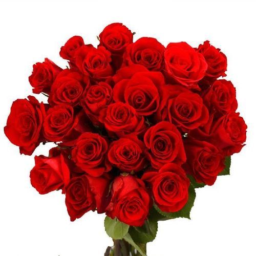 Eco Friendly Organic Fresh Red Rose Packed in Paper Box