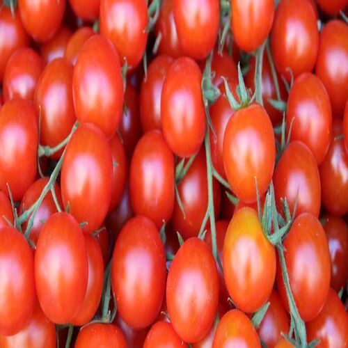 Round & Oval Healthy And Natural Taste Organic Red Fresh Tomato