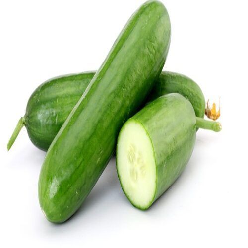 Natural and Healthy Maturity 100% Organic Green Fresh Cucumber