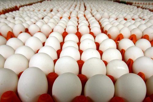 Super Organic White Poultry Eggs Egg Origin: Chicken