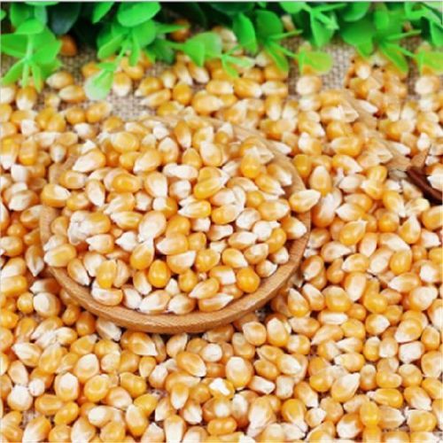 Energy 86.04 Calories (per 100 g) Potassium 270 mg (per 100 g) Healthy Yellow Corn Seeds