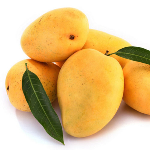 Bore Free Healthy No Artificial Flavour Non Pesticide Yellow Fresh Mango