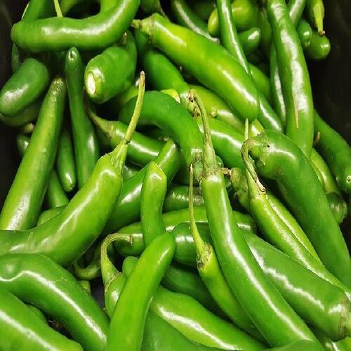 Hot Taste Hygienic Packing Length 14~15 Cm Fresh Green Chilli