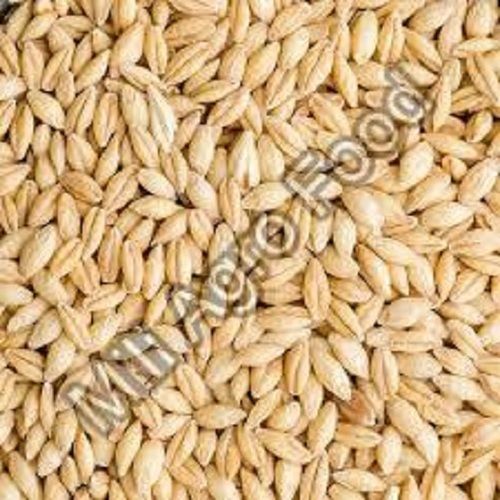 Natural Dried Brown Barley Seeds