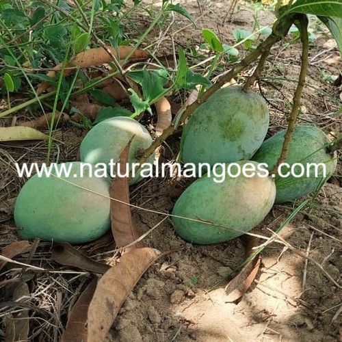 Organic ImamPasand Green Mangoes