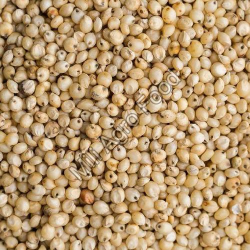 Brown Premium Quality Sorghum Seeds (Dried, Natural, Organic)