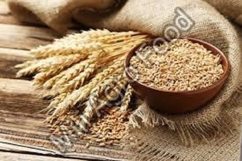 Pure Quality Wheat Seeds (A Good Source Of Protein, Vitamins)