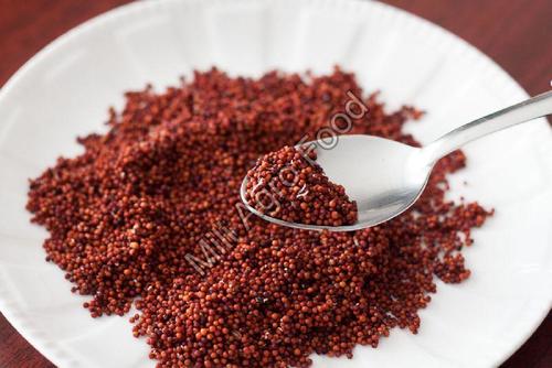 Red Ragi Seed Finger Millet Fresh Stock (Natural, Organic, Dried)