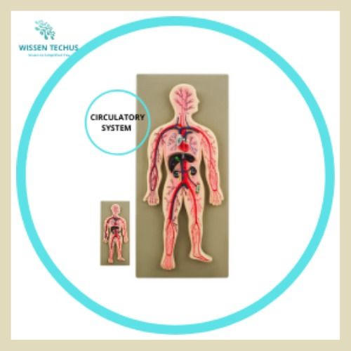 Circulatatory System For Labs