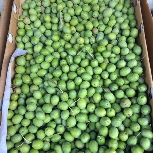 Fresh Olives with 100% Maturity