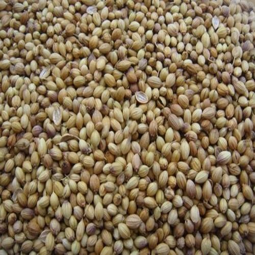 Natural Fragrance And Rich Spicy Taste A Grade Quality Organic Indian Whole Round Coriander