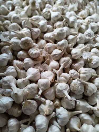 Wholesale Price Farm Fresh Garlic - Moisture (%): 10