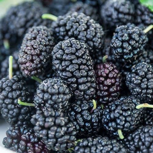 Black Color Premium Mulberry