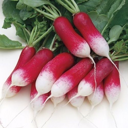 Iron 1% Magnesium 2% Purity 100% Natural Healthy Fresh Radish