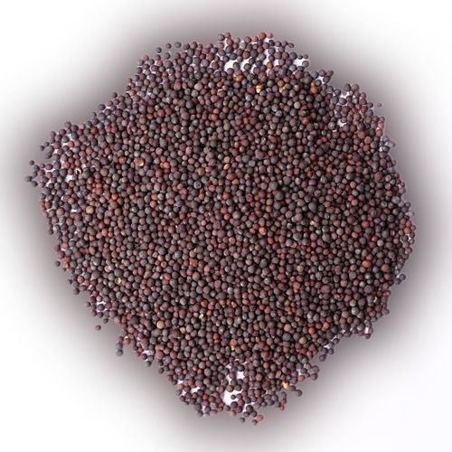 Organic Packed With Special Mineral Selenium And High In Antioxidant Indian Clean A Grade Black Mustard Seed