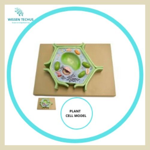 PLANT CELL MODEL
