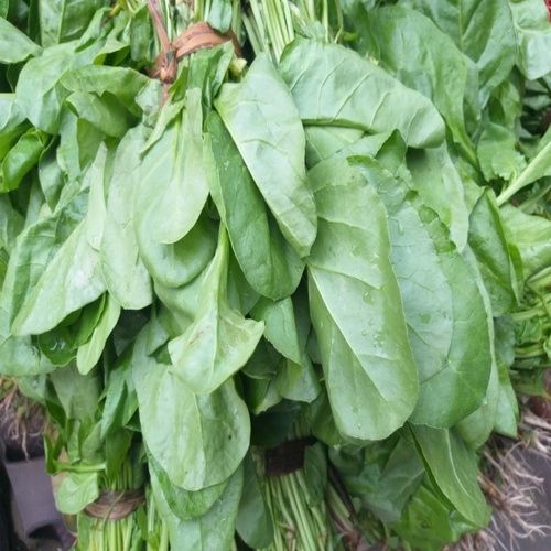 Protein 2.9 g Purity 100% Organic Healthy Green Fresh Spinach Leaves