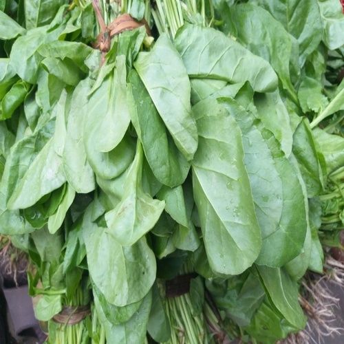 Protein 2.9 G Purity 100% Organic Healthy Green Fresh Spinach Leaves Shelf Life: 3-10 Days