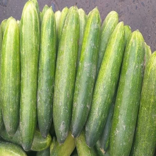 Purity 100% Calories 15.54 Natural and Healthy Green Fresh Cucumber