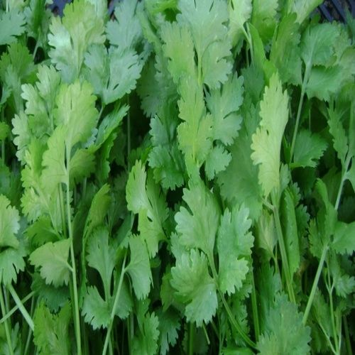 Purity 100% Healthy And Natural Fresh Green Coriander Leaves Shelf Life: 5-7 Days