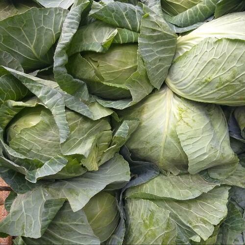 Purity 100% Natural Taste Healthy Green Fresh Cabbage Shelf Life: 10-15 Days