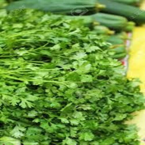 Healthy And Natural Organic Fresh Green Coriander Leaves Shelf Life: 3-4 Days