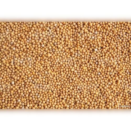 Premium Quality Sorted Naturally Pure Indian Organic Yellow Mustard Seed