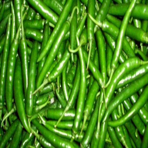 Spicy Hot Taste Hygienic Packing Natural Fresh Green Chilli